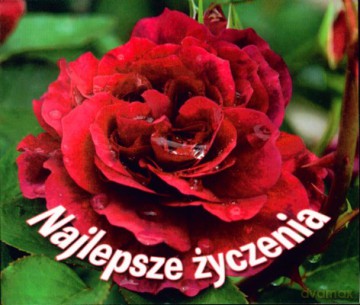 Najlepsze Życzenia [KSIĄŻKA]
