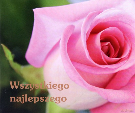 Wszystkiego Najlepszego Perełki [KSIĄŻKA]