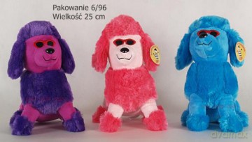 Pudel w okularach 02847