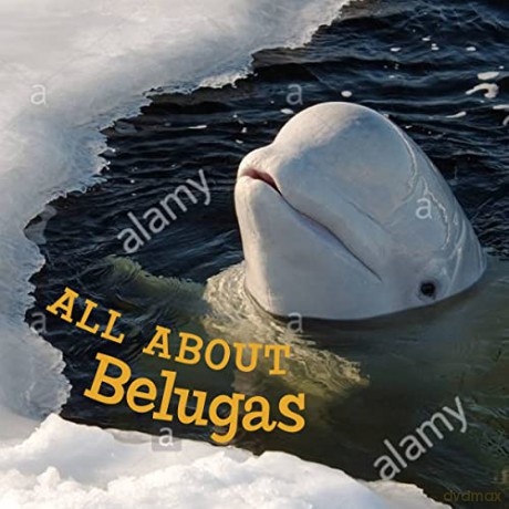 All about Belugas: English Edition (Nunavummi) - Jordan Hoffman [KSIĄŻKA]