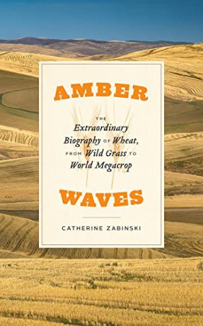 Amber Waves: The Extraordinary Biography of Wheat, from Wild Grass to World Megacrop - Catherine Zabinski [KSIĄŻKA]