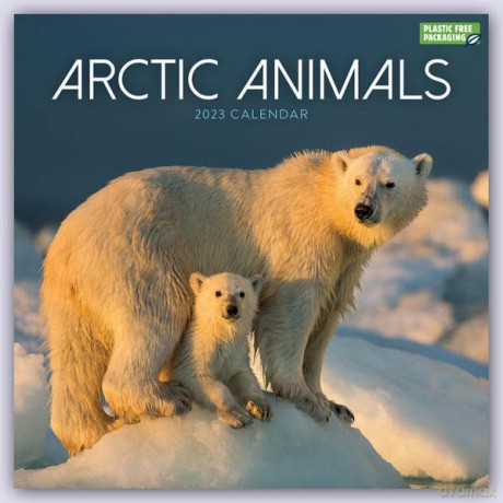 Arctic Animals Square Wall Calendar 2023 [KALENDARZ]