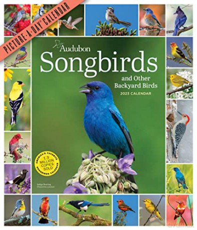 Audubon Songbirds and Other Backyard Birds Picture-A-Day Wall Calendar 2023 [KALENDARZ]