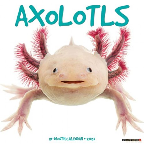 Axolotls 2023 Wall Calendar - Willow Creek Press [KALENDARZ]