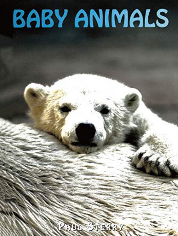 Baby Animals (Animals in the Wild) - Paul Sterry [KSIĄŻKA]