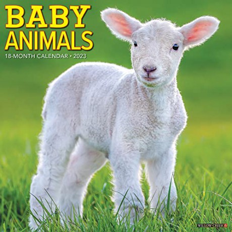 Baby Animals 2023 Wall Calendar - Willow Creek Press [KALENDARZ]