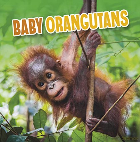 Baby Orangutans (Baby Animals) - Martha E. H. Rustad [KSIĄŻKA]