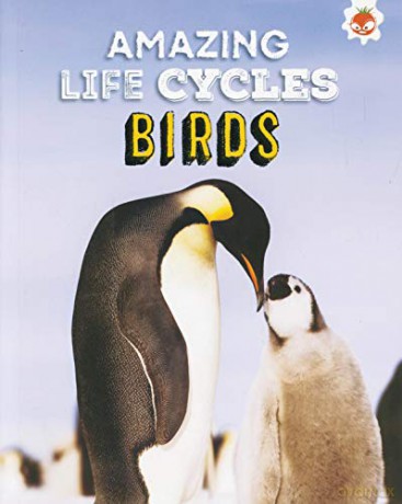 Birds - Amazing Life Cycles - John Allan [KSIĄŻKA]