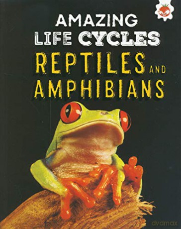 Reptiles and Amphibians - Amazing Life Cycles - John Allan [KSIĄŻKA]