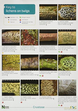 A Key to Lichens on Twigs (Occasional Publications S.) - Pat Wolseley [KSIĄŻKA]