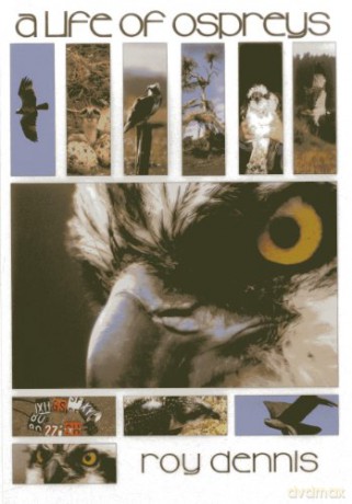 A Life of Ospreys - Roy Dennis [KSIĄŻKA]