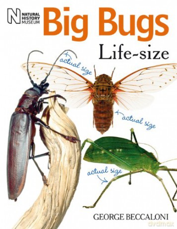 Big Bugs Life-Size - George Beccaloni [KSIĄŻKA]