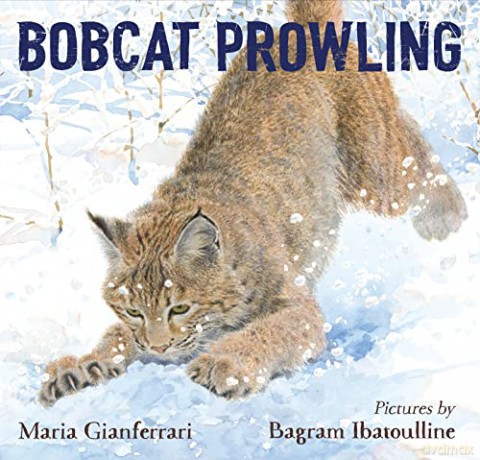 Bobcat Prowling - Bagram [KSIĄŻKA]