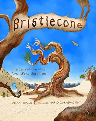 Bristlecone: The Secret Life of the World's Oldest Tree - Alexandra Siy [KSIĄŻKA]