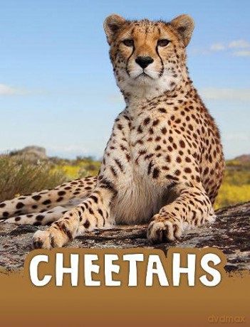 Cheetahs (Animals) - Jaclyn Jaycox [KSIĄŻKA]