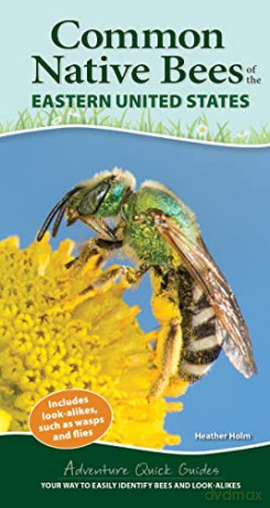 Common Backyard Bees of the Eastern United States: Your Way to Easily Identify Bees and Look-Alikes (Adventure Quick Guides) - Heather Holm [KSIĄŻKA]