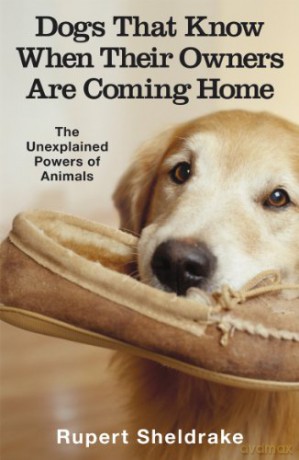 Dogs That Know When Their Owners Are Coming Home: And Other Unexplained Powers of Animals - Rupert Sheldrake [KSIĄŻKA]