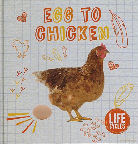 Egg to chicken (Life Cycles) - DuhigHolly [KSIĄŻKA]