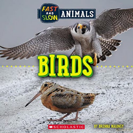 Fast and Slow: Birds (Wild World) - Brenna Maloney [KSIĄŻKA]