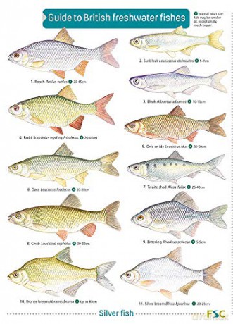Guide to British Freshwater Fishes - Paul Croft [KSIĄŻKA]