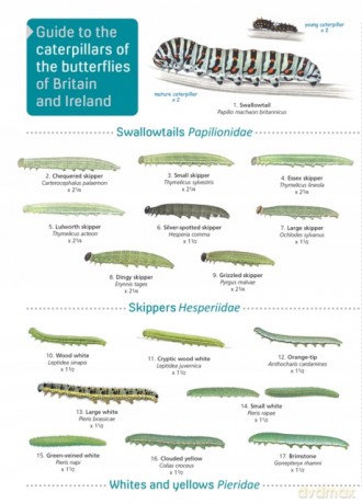 Guide to caterpillars of the butterflies of Britain and Ireland - John Bebbington [KSIĄŻKA]