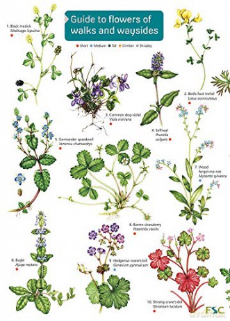 Guide to flowers of walks and waysides - Rebecca Farley-Brown [KSIĄŻKA]