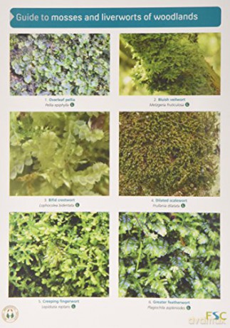 Guide to Mosses and Liverworts of Woodlands - Martin Godfrey [KSIĄŻKA]