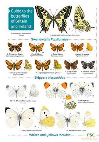 Guide to the butterflies of Britain and Ireland - John Bebbington [KSIĄŻKA]
