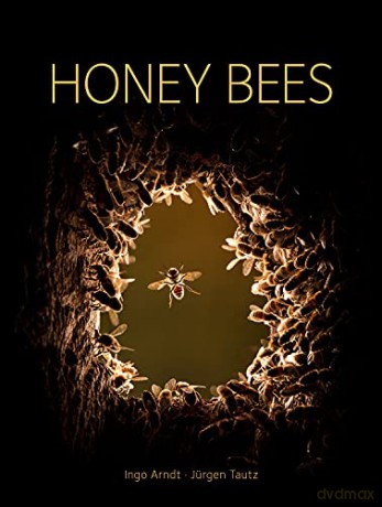 Honey Bees - Ingo Arndt and Jürgen Tautz [KSIĄŻKA]