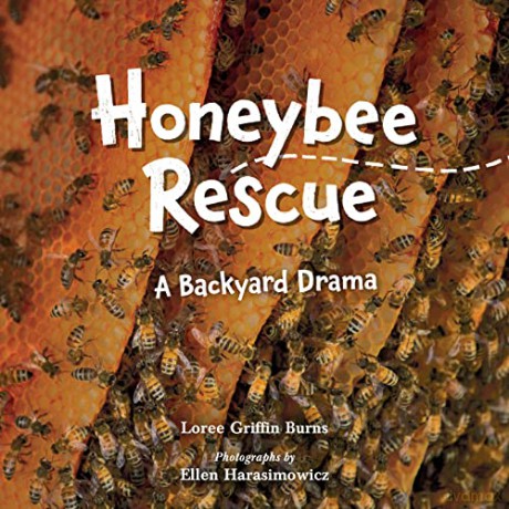 Honeybee Rescue: A Backyard Drama - Loree Griffin Burns [KSIĄŻKA]