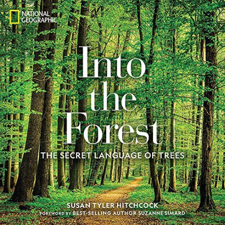 Into the Forest: The Secret Language of Trees - Susan Tyler Hitchcock [KSIĄŻKA]