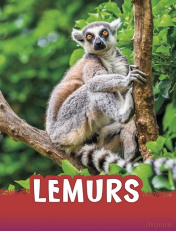 Lemurs (Animals) - Jaclyn Jaycox [KSIĄŻKA]