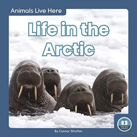 Life in the Arctic (Animals Live Here) - Connor Stratton [KSIĄŻKA]