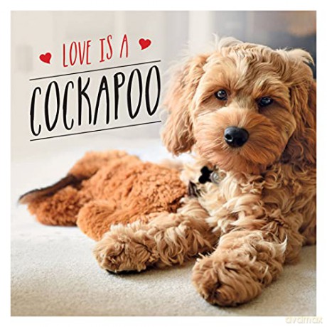 Love is a Cockapoo: A Dog-Tastic Celebration of the World's Cutest Breed - Charlie Ellis [KSIĄŻKA]