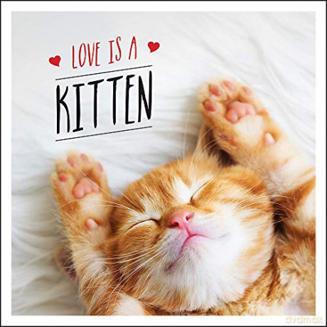 Love is a Kitten: A Cat-Tastic Celebration of the World's Cutest Kittens - Charlie Ellis [KSIĄŻKA]