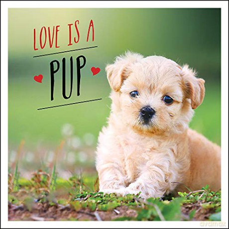 Love is a Pup: A Dog-Tastic Celebration of the World's Cutest Puppies - Charlie Ellis [KSIĄŻKA]