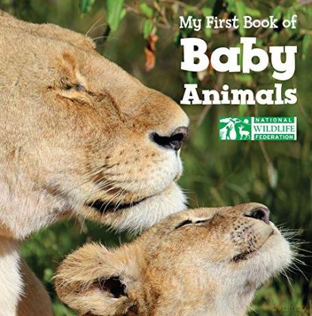My First Book of Baby Animals - National Wildlife Federation [KSIĄŻKA]