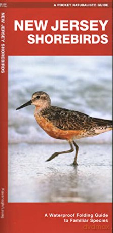 New Jersey Shorebirds: A Waterproof Folding Guide to Familiar Species - James Kavanagh [KSIĄŻKA]