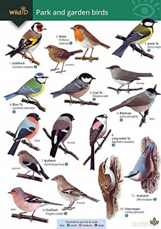 Park and garden birds - Rebecca Farley-Brown [KSIĄŻKA]