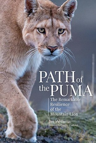 Path of the Puma: The Remarkable Resilience of the Mountain Lion - Jim Williams [KSIĄŻKA]
