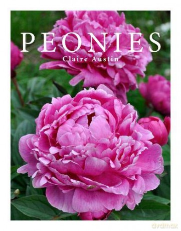 Peonies - Claire Austin [KSIĄŻKA]