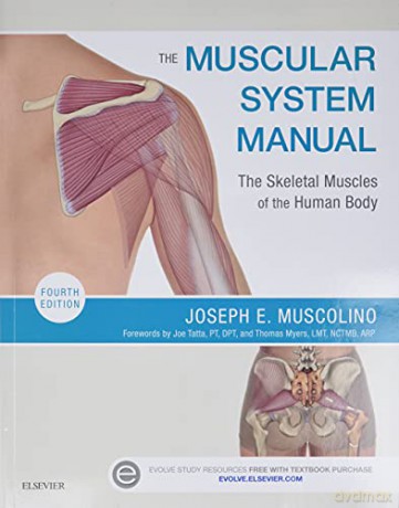 The Muscular System Manual: The Skeletal Muscles of the Human Body, 4e - Joseph E. Muscolino DC [KSIĄŻKA]