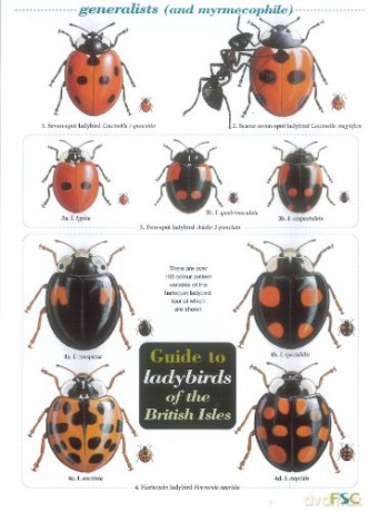 Wildlife World Ladybirds Field Guide [KSIĄŻKA]