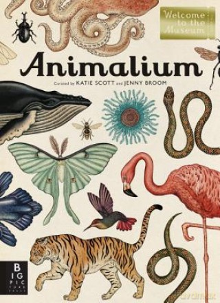 Animalium: Welcome to the Museum - Jenny Broom [KSIĄŻKA]