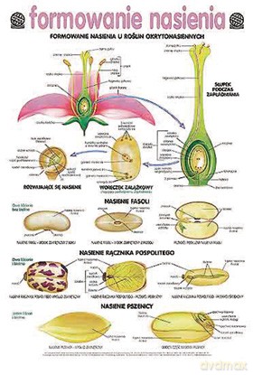 Biologia Plansza Dydaktyczna Formowanie Nasienia [PLANSZA]