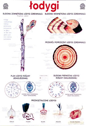 Biologia Plansza Dydaktyczna Łodygi [PLANSZA]