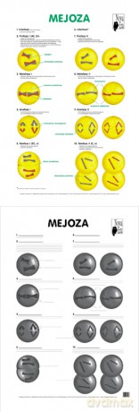 Biologia Plansza Dydaktyczna Mejoza [PLANSZA]