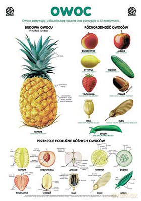 Biologia Plansza Dydaktyczna Owoc [PLANSZA]