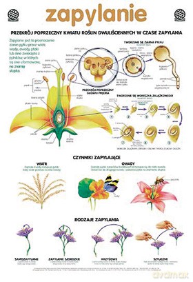 Biologia Plansza Dydaktyczna Zapylanie [PLANSZA]