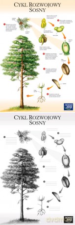 Biologia Plansza Dydaktyczna Cykl Rozwojowy Sosny [PLANSZA]